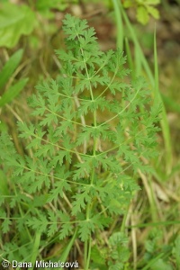 Seseli libanotis subsp. libanotis