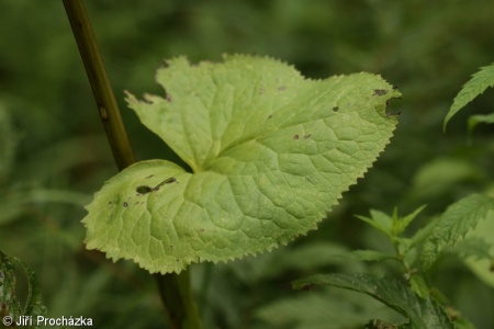 Ligularia sibirica – popelivka sibiřská