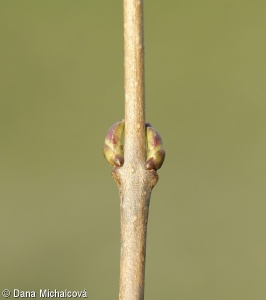 Ligustrum vulgare – ptačí zob obecný