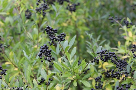 Ligustrum vulgare – ptačí zob obecný