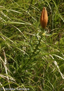 Lilium bulbiferum – lilie cibulkonosná