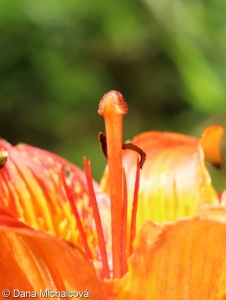 Lilium bulbiferum – lilie cibulkonosná