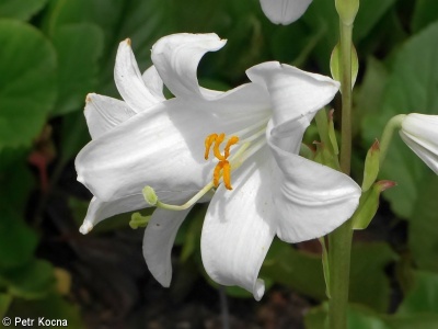Lilium candidum – lilie bělostná
