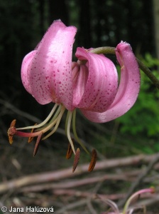 Lilium martagon – lilie zlatohlavá
