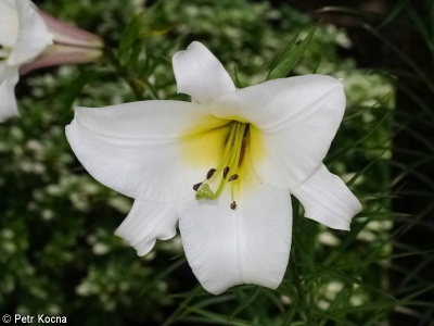 Lilium regale – lilie královská