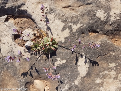 Limonium pavonianum