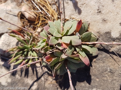 Limonium pavonianum