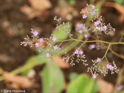 Limonium platyphyllum