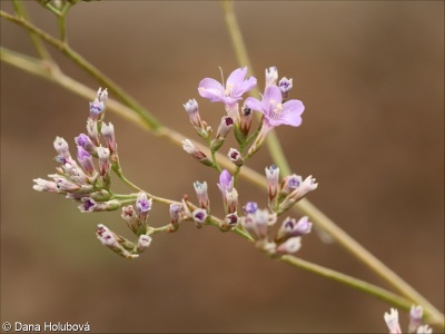 Limonium platyphyllum