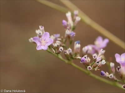 Limonium platyphyllum