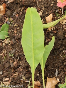 Limonium platyphyllum