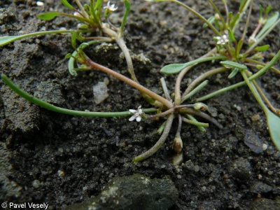 Limosella aquatica – blatěnka vodní