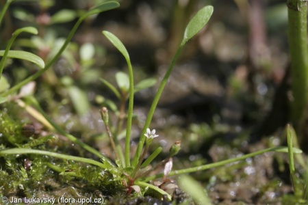 Limosella aquatica – blatěnka vodní