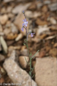 Linaria armeniaca