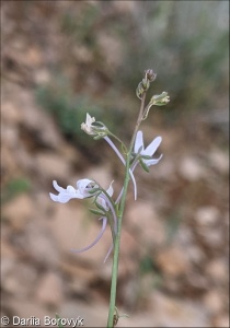 Linaria armeniaca