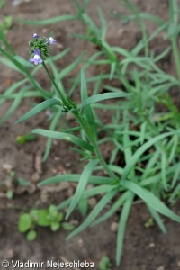 Linaria arvensis – lnice rolní