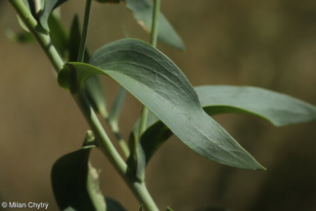 Linaria dalmatica – lnice dalmatská