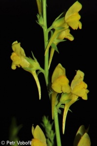 Linaria genistifolia – lnice kručinkolistá