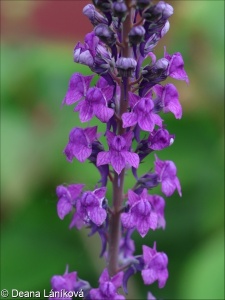Linaria purpurea – lnice nachová