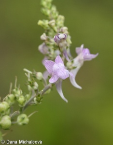 Linaria purpurea – lnice nachová