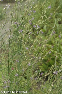 Linaria purpurea – lnice nachová