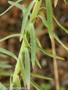 Linaria purpurea