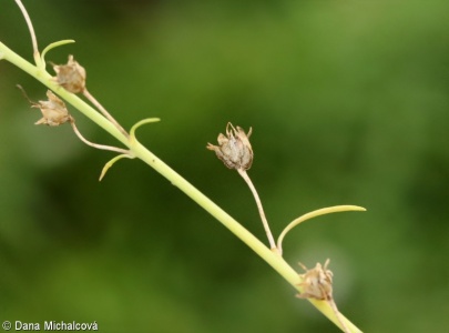 Linaria repens – lnice plazivá