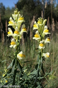 Linaria vulgaris aggr.