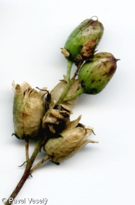 Linaria vulgaris aggr.