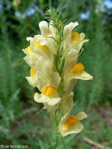 Linaria vulgaris – lnice květel