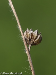 Linum hirsutum subsp. hirsutum – len chlupatý pravý