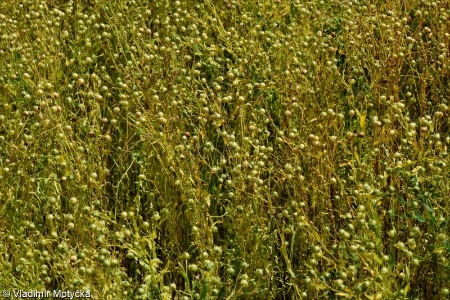 Linum usitatissimum &ndash; len setý