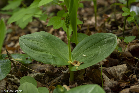 Neottia ovata