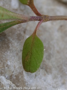 Buglossoides arvensis agg. – okruh kamejky rolní