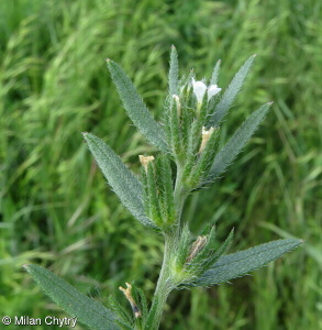 Buglossoides arvensis subsp. arvensis – kamejka rolní pravá