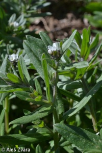 Buglossoides arvensis agg. – okruh kamejky rolní