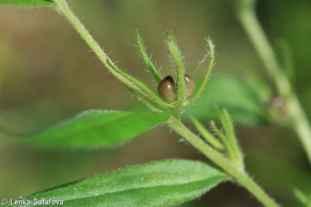 Buglossoides purpurocaerulea – kamejka modronachová