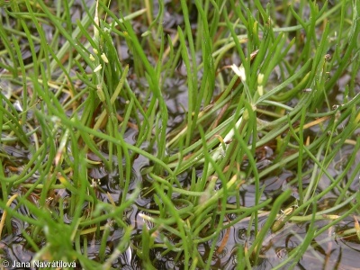 Littorella uniflora – pobřežnice jednokvětá