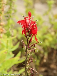 Lobelia cardinalis