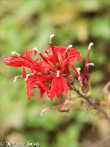 Lobelia cardinalis