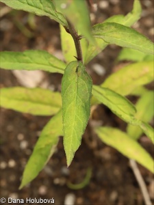 Lobelia cardinalis