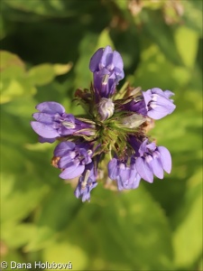 Lobelia siphilitica