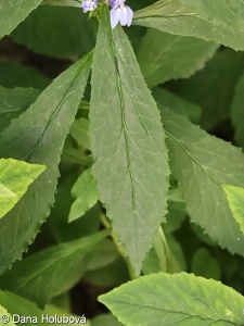 Lobelia siphilitica