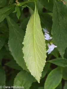 Lobelia siphilitica