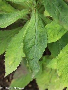 Lobelia siphilitica