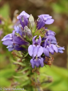 Lobelia siphilitica