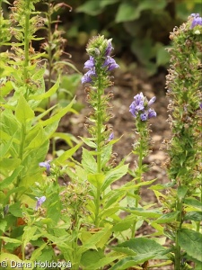 Lobelia siphilitica