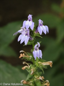 Lobelia siphilitica