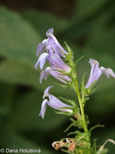 Lobelia siphilitica