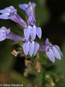 Lobelia siphilitica